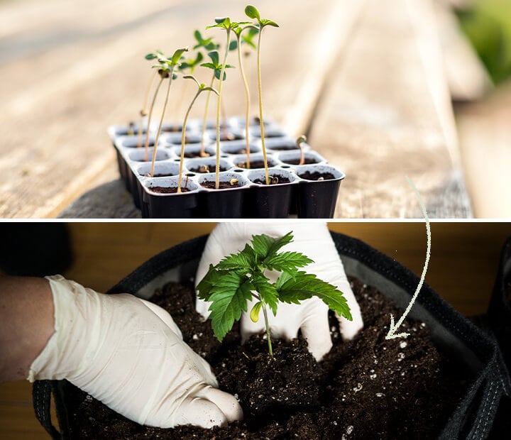 En udstilling af Easy Start spiringspotter designet til feminiserede cannabisfrø af RQS, der understreger deres rolle i at støtte sund frøplantevækst og vigtigheden af rettidig omplantning.