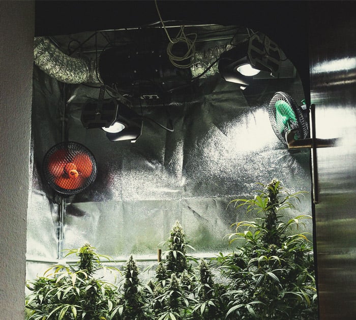 En guide til de sidste uger af blomstringsfasen for cannabis En guide til de sidste uger af blomstringsfasen for cannabis