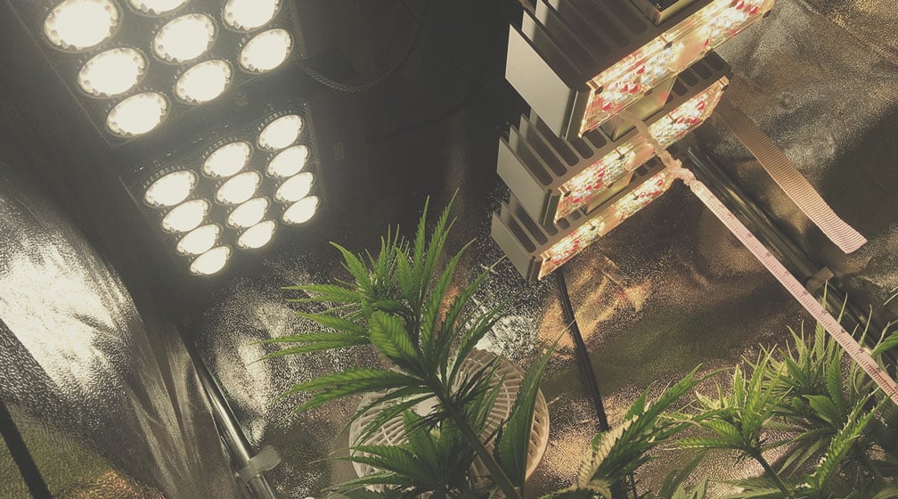 Eleva las luces de cultivo lo máximo posible Eleva las luces de cultivo lo máximo posible
