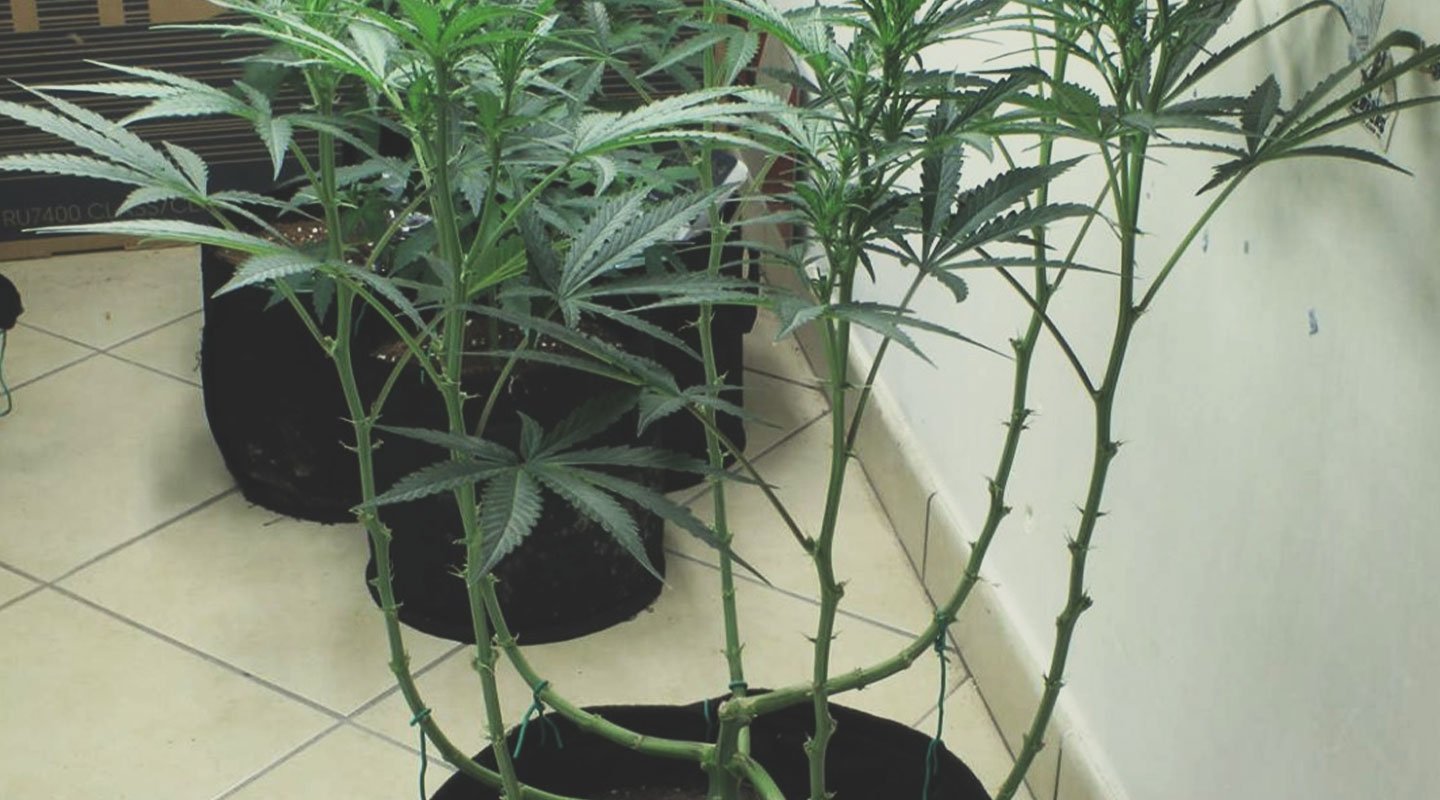 Haz lollipopping a tus plantas Haz lollipopping a tus plantas