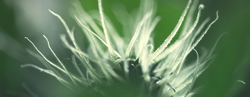 Blomstringsfasen af cannabis uge for uge Blomstringsfasen af cannabis uge for uge